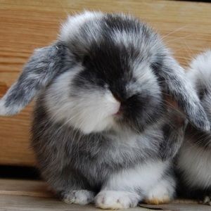 Meet your Posher, Ava